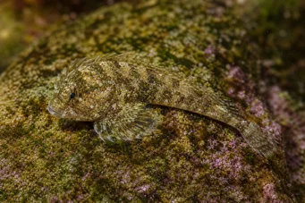 Lepadogaster lepadogaster nindus