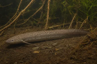 Lepidosiren paradoxa Südamerika Lepidosirène