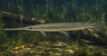 Lepisosteus osseus Krokodilpike