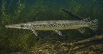 Lepisosteus platostomus Plateau Lepisost