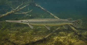 Lepisosteus tristoechus Lepisosteu Tristoechus