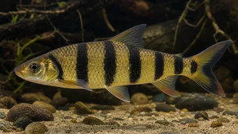 Leporinus fasciatus fasciatus