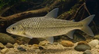 Leporinus megalepis
