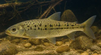 Leporinus moralesi