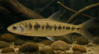 Leporinus pellegrini