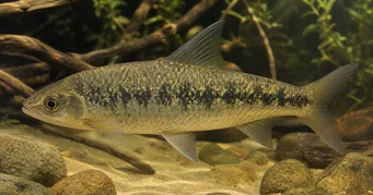 Leporinus steyermarki
