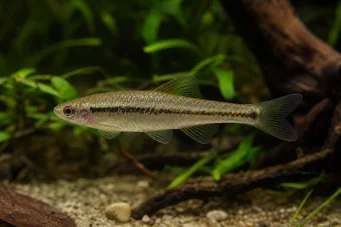 Lilius sp Limulierung