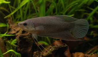 Macropodus concolor Schwarzer Makropod