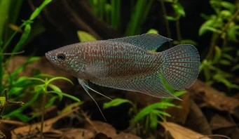 Macropodus cupanus Braun-Tail-Fischereifisch