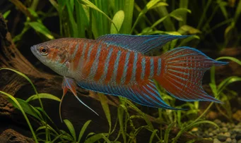 Macropodus opercularis Paradies