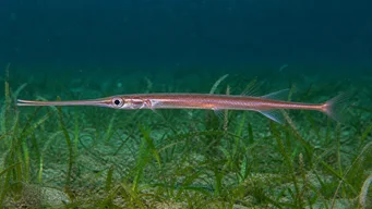 Macrorhamphosus scolopax Sea Holzschnitt.