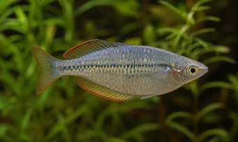 Melanotaenia maccullochi Zwergregenbogenfisch