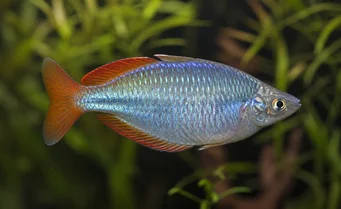 Melanotaenia splendida Cap York Regenbogenfisch