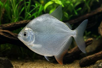 Metynnis hypsauchen Métynnis mit großen Köpfen