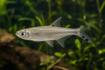 Micralestes acutidens Afrikanische Tetra mit scharfen Zähnen