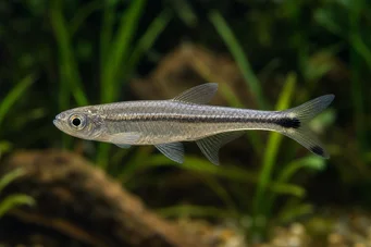 Micralestes elongatus Verjüngter afrikanischer Tetra