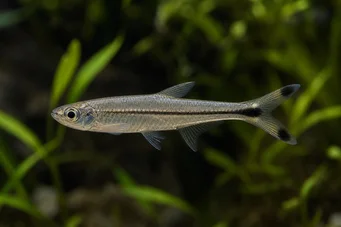 Micralestes humilis Afrikanische Tetra mit roten Flossen