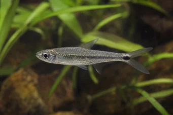 Micralestes occidentalis Westafrikanische Tetra