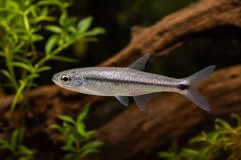 Micralestes stormsi Red Tetra vom Kongo True