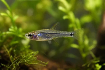 Microrasbora kutobai Grüner Neon