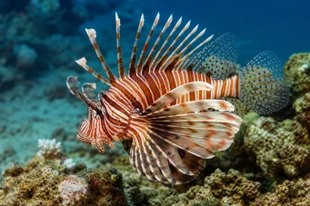 Milles de pterois Skorpionfisch