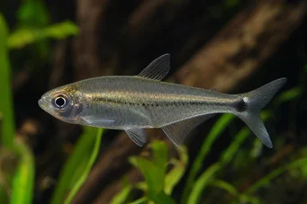 Mimagoniates lateralis Tetra-Glande mit gesperrten Seiten
