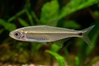 Mimagoniates microlepis