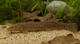 Misgurnus anguillicaudatus Irrurnus anguillicaudatus