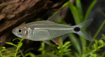 Moenkhausia oligolepis Moenkhaussia mit roten Augen