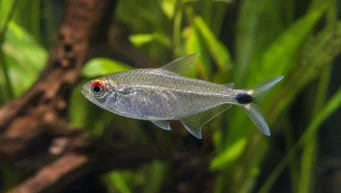 Moenkhausia sanctaefilomenae Moenkhaussia mit roten Augen