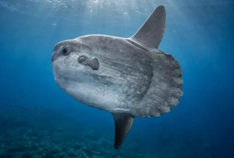 Mola-mola Mola-Mola