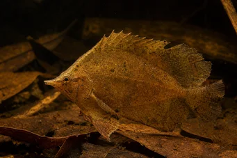 Monocirrhus polyacanthus Feuerwehrmann
