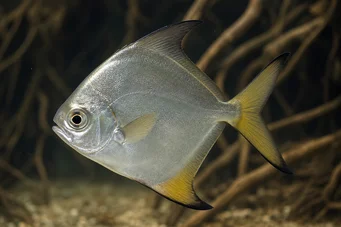 Monodactylus argenteus Mondfisch