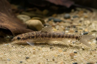 Nannocharax ansorgei Afrikanische Tetra-Flechette D'Anorge