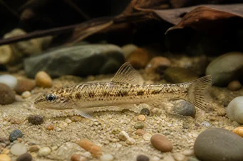 Nannocharax brevis Zwerg afrikanischer Fischfisch