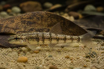 Nannocharax fasciatus Gestreifte afrikanische Fischfische