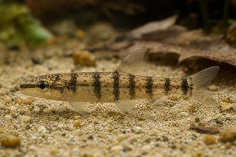 Nannocharax fasicatus Seybold Nannocharax