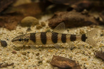 Nannocharax latifasciatus Großband Afrikanische Tetrachette