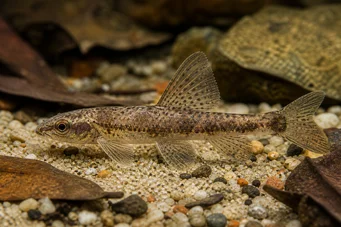 Nannocharax macropterus Afrikanische Tetra-Flechete mit großen Flossen