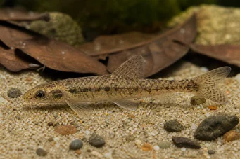 Nannocharax occidentalis Westafrikanischer Fischfisch
