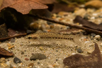 Nannocharax parvus Großer Streifen Nannocharax