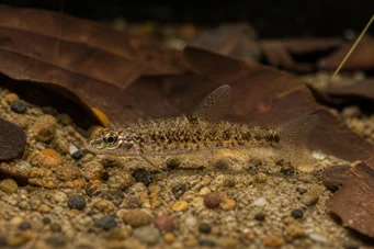 Nannocharax procatopus