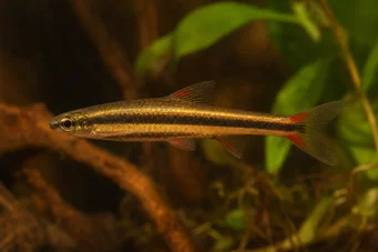 Nannostomus beckfordi Bleistift
