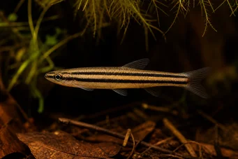 Nannostomus trifasciatus Drei -Band -Bleistiftfisch