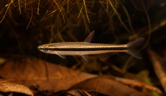 Nannostomus unifasciatus unifasciatus Bleistiftfisch an einem Streifen