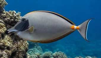Naso lituratus Nasenorange Sporen