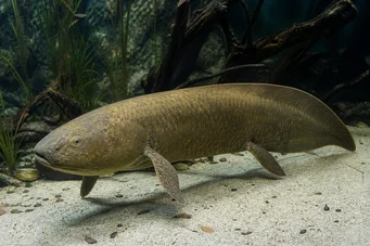 Neoceratodus forsteri Australische Dipneuste, Barramanda von Aust.