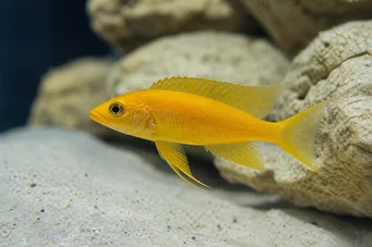 Neolamprologus leleupi Cichlid -Zitrone