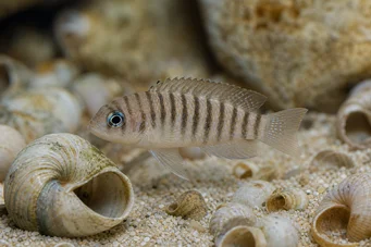 Neolamprologus multifasciatus Gestreikter Lampenpologen
