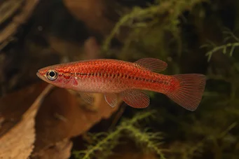 Neolebias ansorgii forme rouge Rote Neolebias von Ansorge
